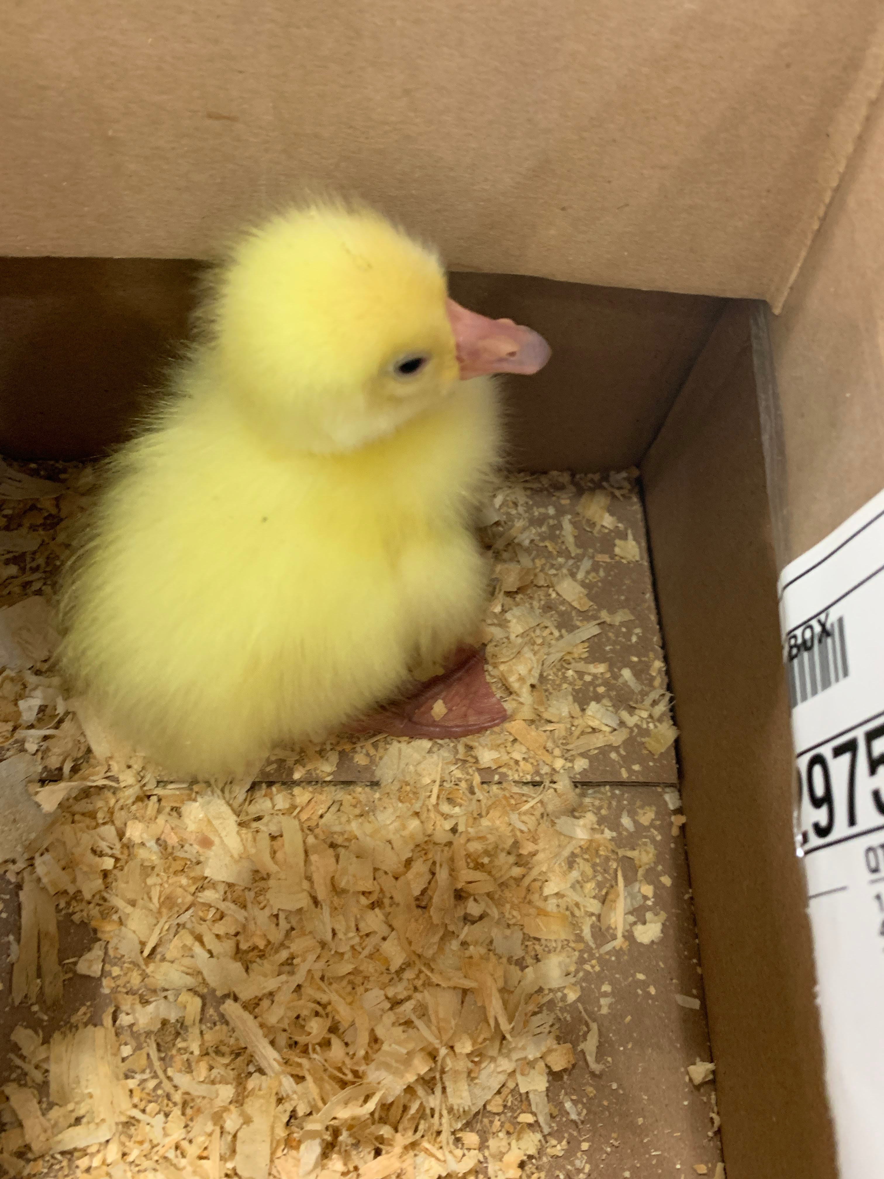 gosling